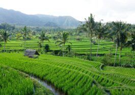 Bali Tegallalang Rice Terraces