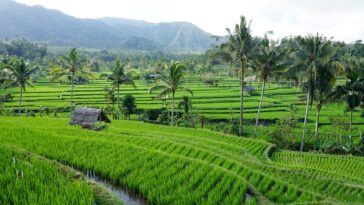 Bali Tegallalang Rice Terraces