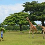 Mother and Baby Giraffe