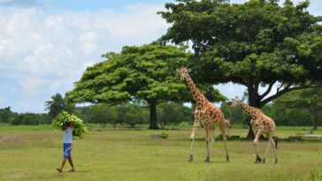 Mother and Baby Giraffe