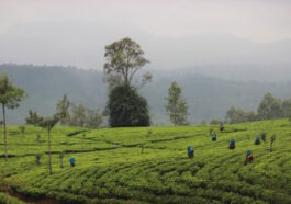Tea pluckers in the plantations
