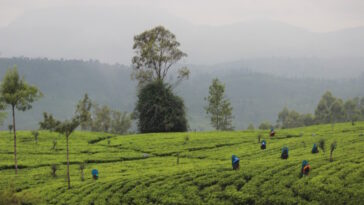 Tea pluckers in the plantations