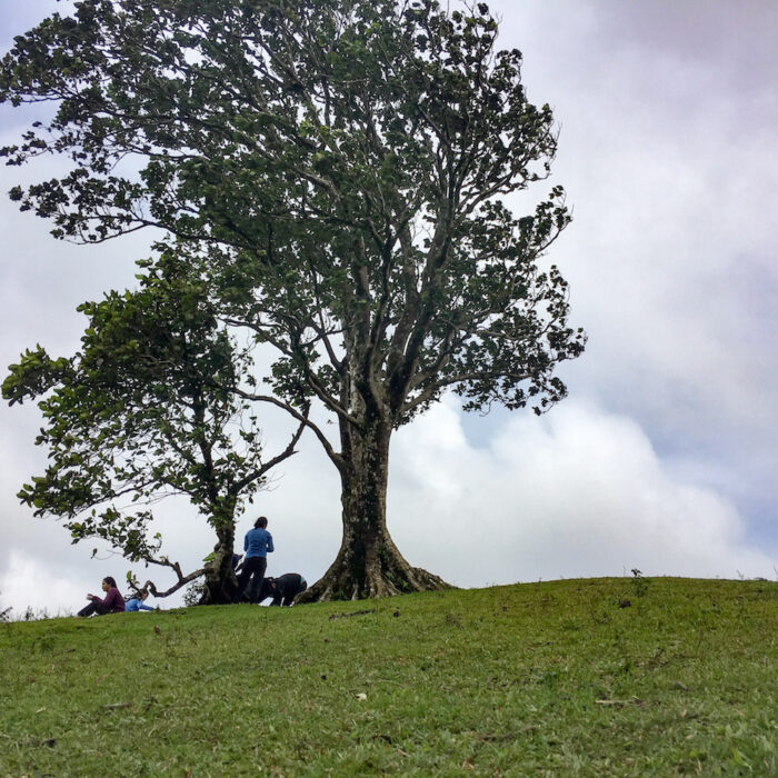 A quaint photo-perfect tree to rest on