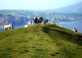 Marlboro Hills Batanes
