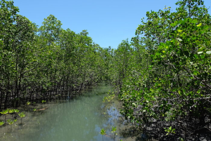 Silonay Mangrove Conservation Area