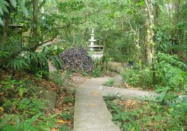 Tropical trees and shrubs flourishing in the zoological garden