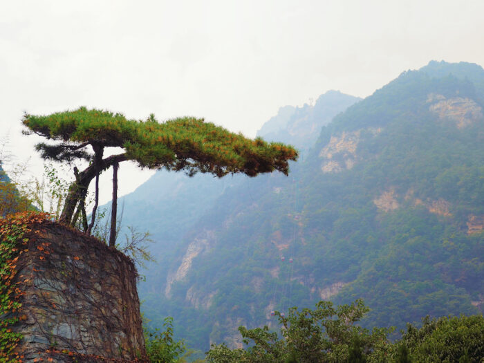 a small tree hanging by the cliffside Photo credit: Bam Bondoc (@bambondoc)