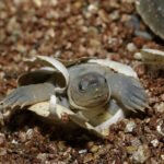 Singapore Zoo has been successful in the conservation breeding and maintenance of an assurance colony of Southern River Terrapins (pictured above). More than 50 terrapins have been bred since 2007. Assurance colonies refer to the safeguarding of an endangered species under human care, in case the wild population is wiped out. PHOTO CREDITS: WILDLIFE RESERVES SINGAPORE