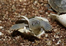 Singapore Zoo has been successful in the conservation breeding and maintenance of an assurance colony of Southern River Terrapins (pictured above). More than 50 terrapins have been bred since 2007. Assurance colonies refer to the safeguarding of an endangered species under human care, in case the wild population is wiped out. PHOTO CREDITS: WILDLIFE RESERVES SINGAPORE