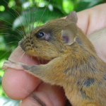A tree-dwelling mouse - one of the 28 new species unique to Luzon photo by Larry Heaney