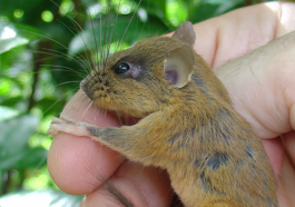 A tree-dwelling mouse - one of the 28 new species unique to Luzon photo by Larry Heaney