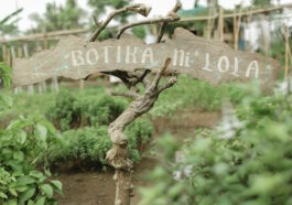 Medicinal plants grow in abundance in Nurture Wellness Spa