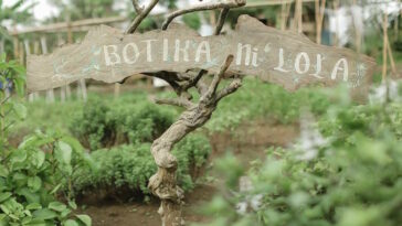 Medicinal plants grow in abundance in Nurture Wellness Spa