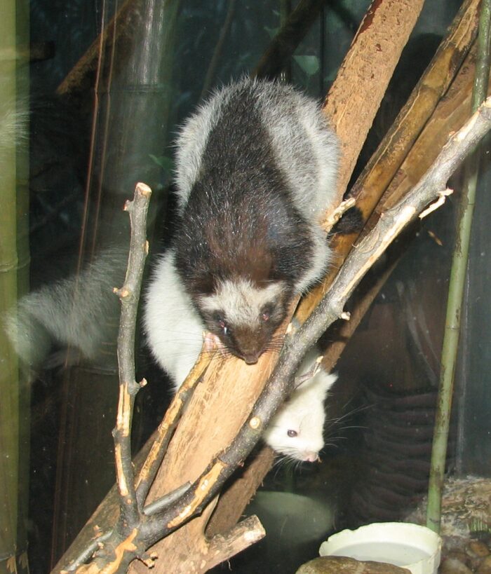 The Southern Giant Slender-tailed Cloud Rat or Southern Luzon Giant Cloud Rat By Ltshears - Own work, CC BY 3.0, https://commons.wikimedia.org/w/index.php?curid=4232449
