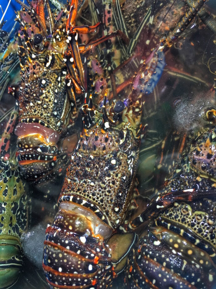 An assortment Live lobsters