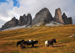 Alpine horses grazing on the lower slopes of the massif.