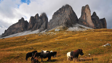 Alpine horses grazing on the lower slopes of the massif.
