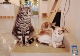 Cat Cafe Manila