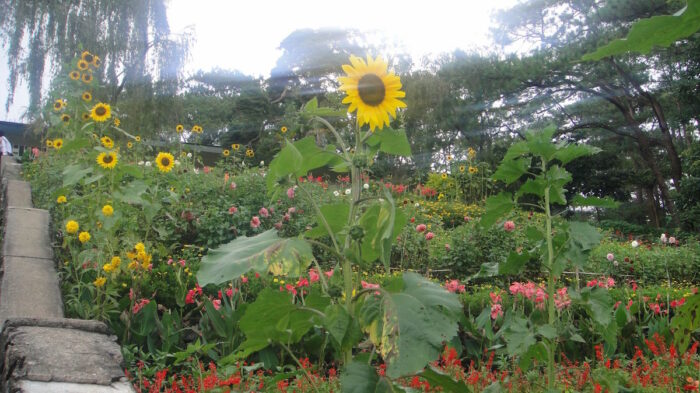 Flowers that are better seen than picked