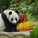 Kai Kai and Jia Jia enjoying their honey-flavoured ice cakes. In a recent update to their Red List of Threatened Species, giant pandas were downgraded to ‘Vulnerable’ from ‘Endangered’ by the International Union for Conservation of Nature. Photo credits: Wildlife Reserves Singapore