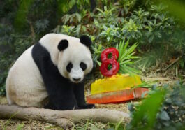 Kai Kai and Jia Jia enjoying their honey-flavoured ice cakes. In a recent update to their Red List of Threatened Species, giant pandas were downgraded to ‘Vulnerable’ from ‘Endangered’ by the International Union for Conservation of Nature. Photo credits: Wildlife Reserves Singapore