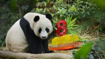 Kai Kai and Jia Jia enjoying their honey-flavoured ice cakes. In a recent update to their Red List of Threatened Species, giant pandas were downgraded to ‘Vulnerable’ from ‘Endangered’ by the International Union for Conservation of Nature. Photo credits: Wildlife Reserves Singapore
