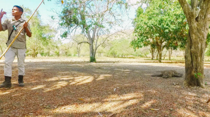 Notice the distance between the ranger above and the Komodo dragon, that’s as close as you can get to them.