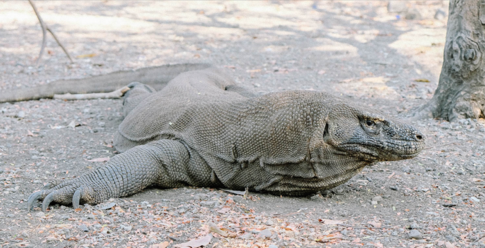 The Komodo dragon (Varanus komodoensis)
