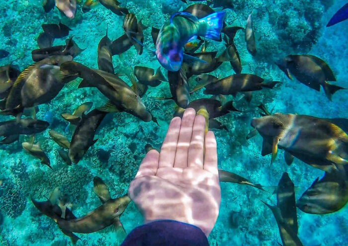 underwater paradise