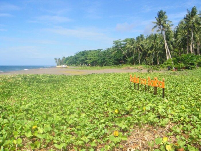 Grass is greener on Balai sa Baibai's volcanic sands