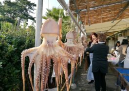 Dried Octopus in Himaka Island