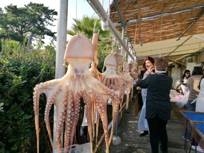 Dried Octopus in Himaka Island