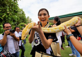 Animal interaction. Miss Singapore Cheryl Chou Zhihui appears fearless with the domesticated albino rattle snake.