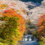 Shikizakura kind of sakura blooms once in spring, and again in autumn