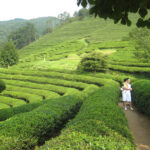 Boseong Green Tea Plantation