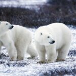 Make pals with Polar Bears