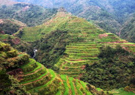 Rice Terraces in Banaue Ifugao