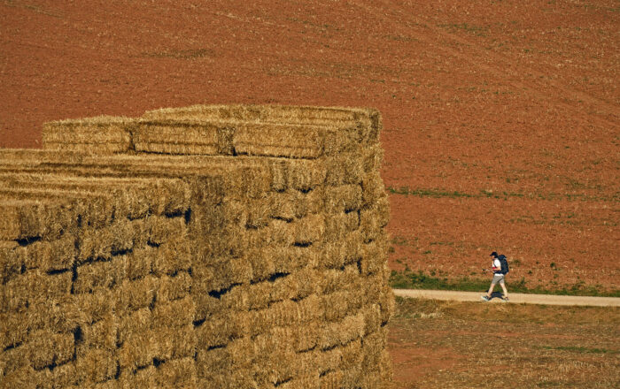 A lone peregrino walks along this beautiful landscape of the Navarre plains.