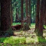 Bialowieza Forest National Park