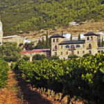 I tried tasting the dates plucked in a vineyard like this along the way but they were so sour!