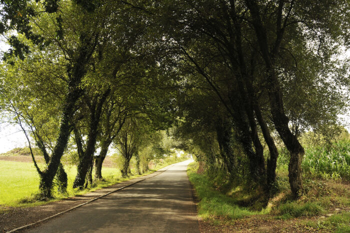 Shady trees like these along the route give you a welcome respite from the sun.