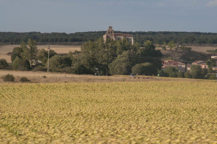 Undulating sunflower landscape.