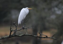 Great egret