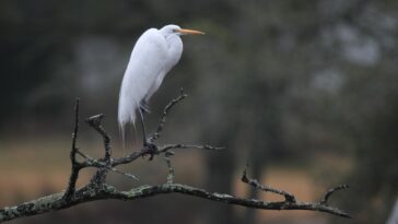 Great egret