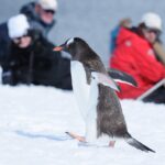 Observing the Gentoo penguin
