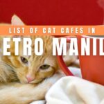 List of Cat Cafes in Metro Manila