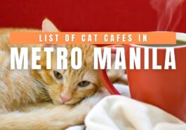 List of Cat Cafes in Metro Manila