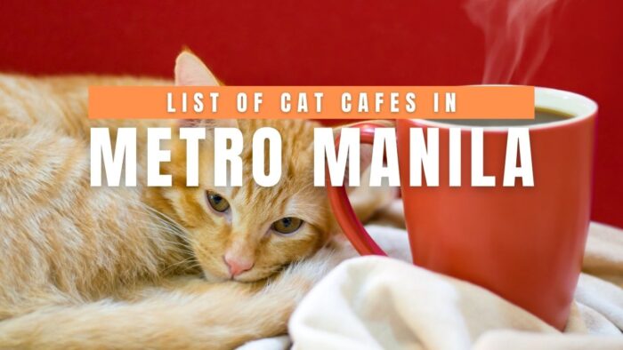 List of Cat Cafes in Metro Manila