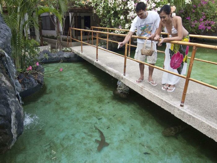 Maribago Resort Shark Feeding