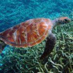 Green Sea Turtle